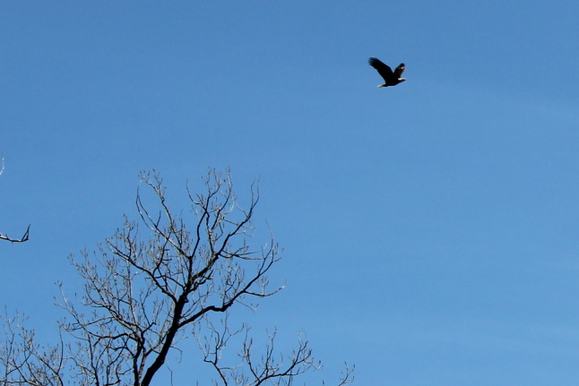 Bald Eagle in Mountain View Ar